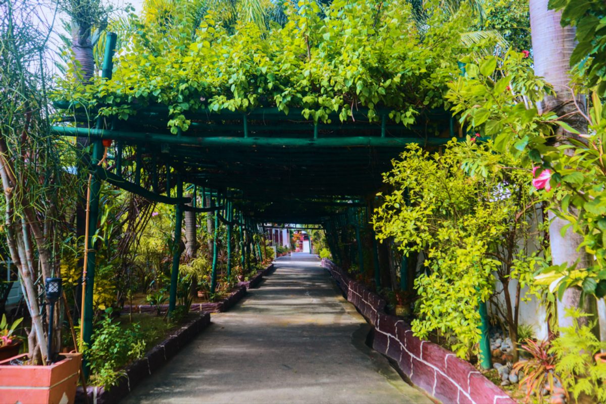 The garden walkway at Olana, shaded by a vine-covered pergola